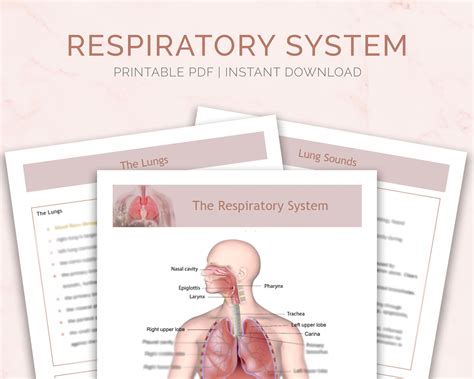 Respiratory System Speedy Study Guides Doc