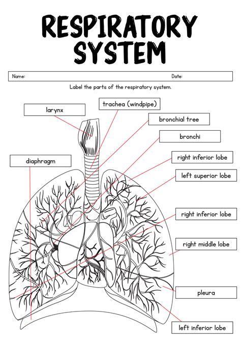 Respiratory System Worksheet Answer Key Doc