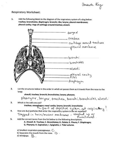 Respiratory System Worksheet Answers Doc