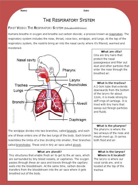 Respiratory System Yahoo Answers Reader