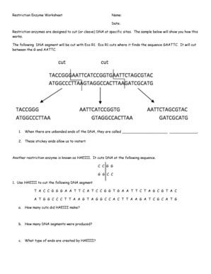 Restriction Enzyme Worksheet 1 Answers Reader