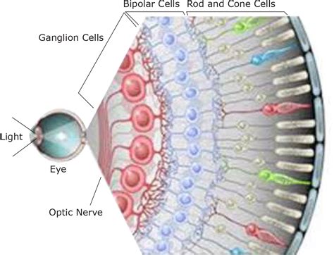 Retinal Ganglion Cells: