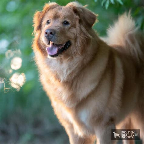 Retriever Chow Chow Mix: A Comprehensive Guide to This Unique Breed