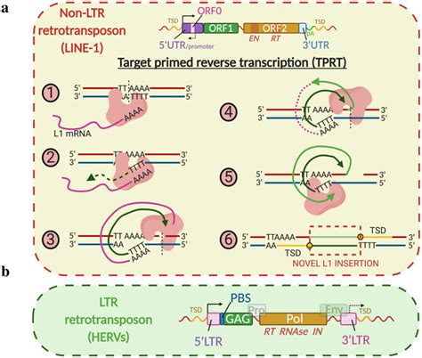 Retrotransposition Epub