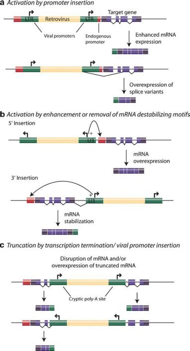 Retroviral Insertional Mutagenesis and Oncogene Activation Analysing the Swiss Economy by Means of PDF