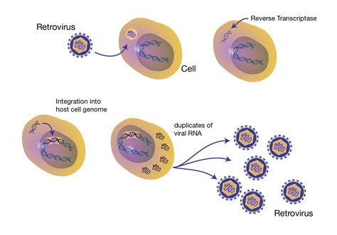 Retrovirus PDF