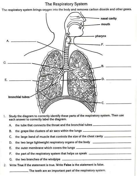 Review Guide Respiratory System Answers Epub