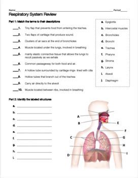 Review Guide Respiratory System Answers Epub