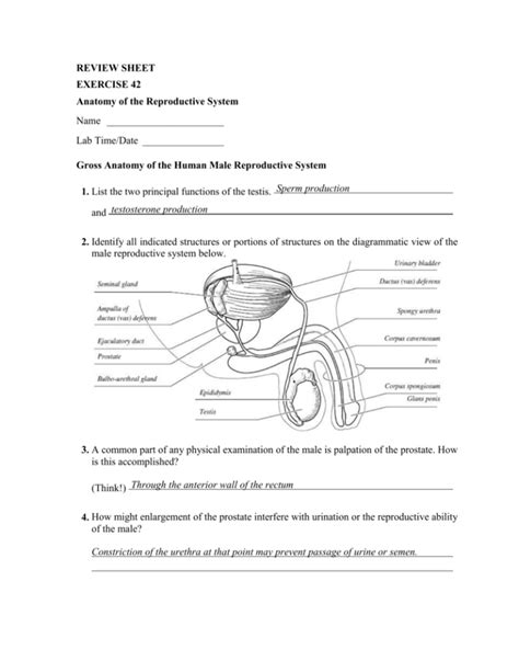 Review Sheet 27 Anatomy Of The Reproductive System Answers Pdf PDF