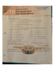 Review Sheet Exercise 19 Anatomy Manual Answers Epub