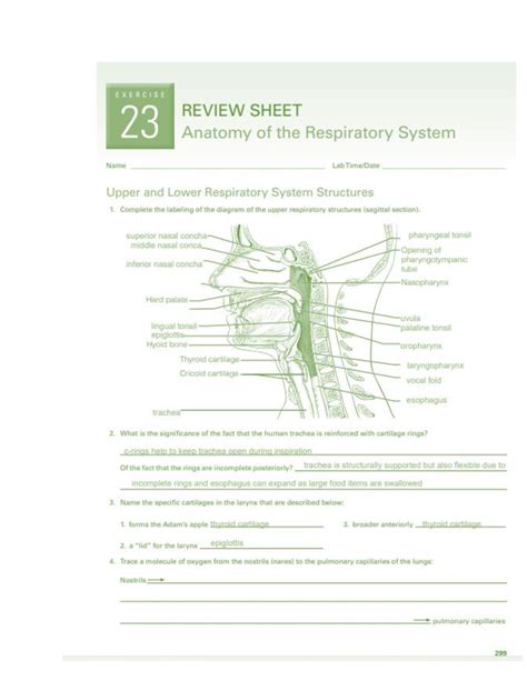 Review Sheet Exercise 23 Anatomy Of The Respiratory System Answers Doc