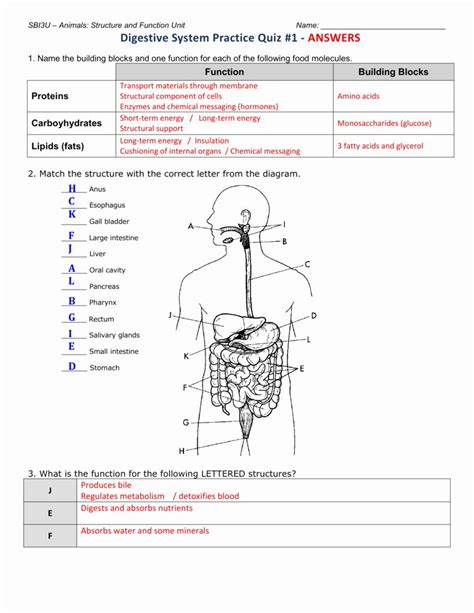Review Sheet Exercise 38 Anatomy Of The Digestive System Answer Key Kindle Editon