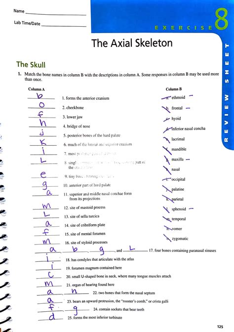 Review Sheet Exercise 8 The Axial Skeleton Answer Key Doc