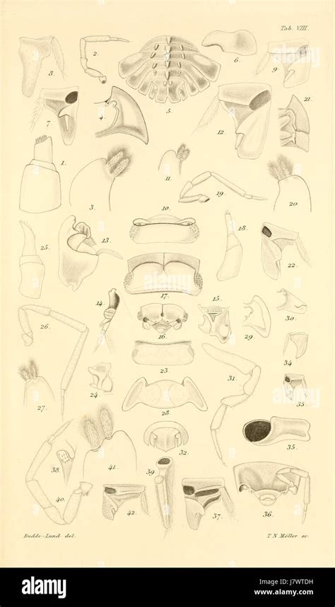 Revision of Crustacea Isopoda Terrestria Doc