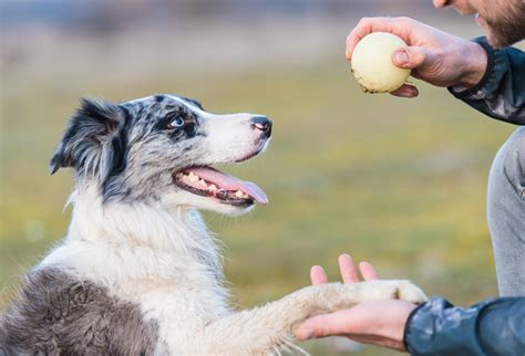 Reward-Based Training: