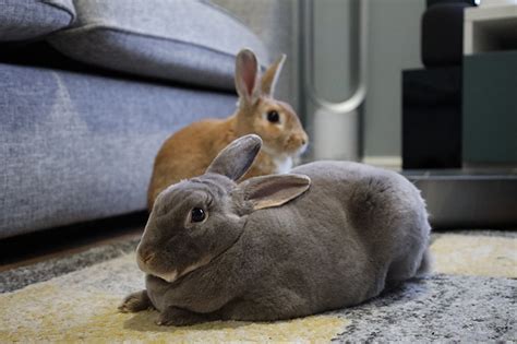 Rex and Mini Rex Rabbits: The Perfect Companions for All