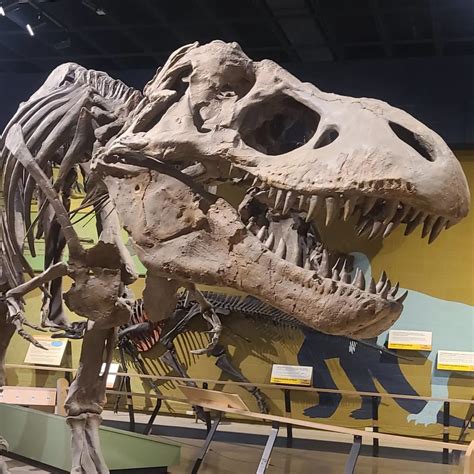 Rexy: The Natural History Titan