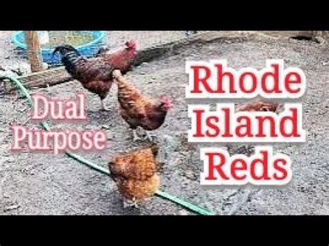 Rhode Island Reds: The Versatile Dual-Purpose Poultry