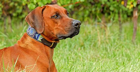 Rhodesian Ridgeback: