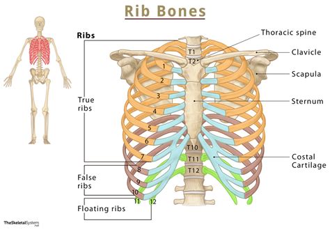 Rib Section: