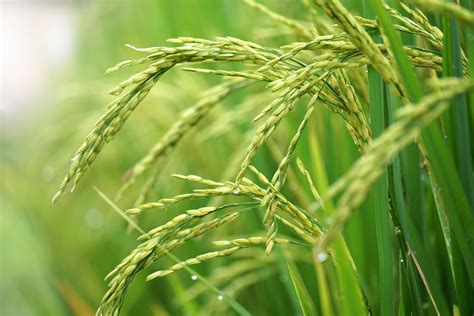 Rice Crop Science PDF