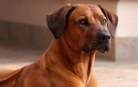 Ridgeback: