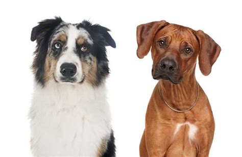 Ridgeback Australian Shepherd Mix: A Comprehensive Guide to the Aussie Ridge