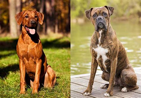 Ridgeback Boxer Mix Puppies: A Comprehensive Guide to the Perfect Family Companion