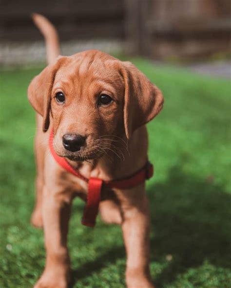 Ridgeback Dog Lab Mix: The Perfect Family Companion