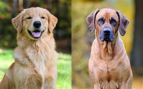 Ridgeback Mix Breeds: A Comprehensive Guide to Their Health, Temperament, and Care