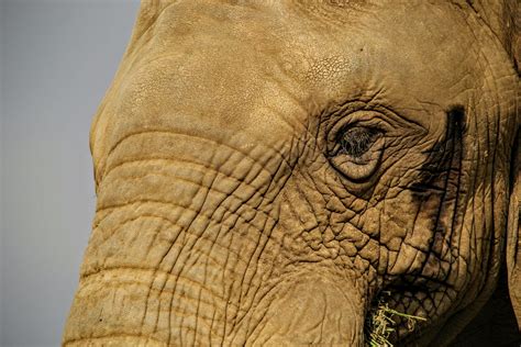 Rikki KnightTM African Elephant Close Up Doc