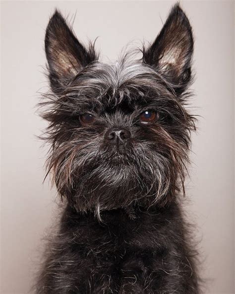 Rikki KnightTM Love Affenpinscher Dog Doc