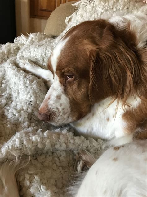 Rikki KnightTM Love Brittany Spaniel Doc