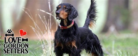 Rikki KnightTM Love Gordon Setter Reader