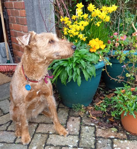 Rikki KnightTM Love Irish Terrier Reader