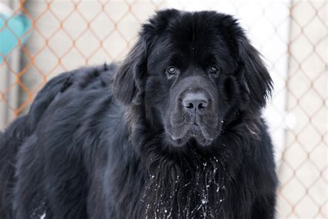 Rikki KnightTM Love Newfoundland Dog Doc