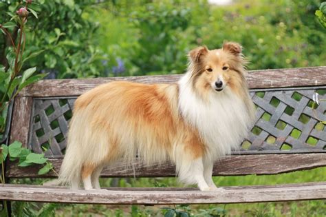 Rikki KnightTM Love Shetland Sheepdog PDF