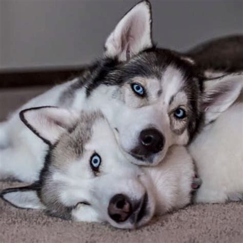 Rikki KnightTM Love Siberian Husky Doc