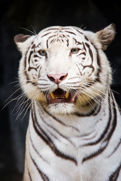 Rikki KnightTM White Tiger Close up Doc