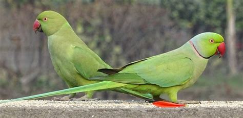 Ringneck Parakeet Care and Behavior: The Ultimate 2025 Guide