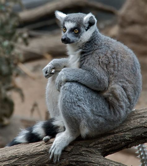 Ringtailed Lemur Biology Lemur catta in Madagascar 1st Edition PDF