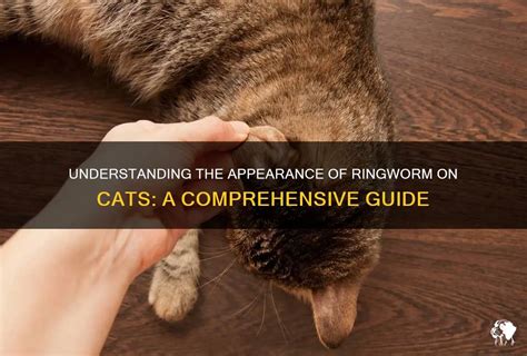 Ringworm on Cats Ear: Comprehensive Guide