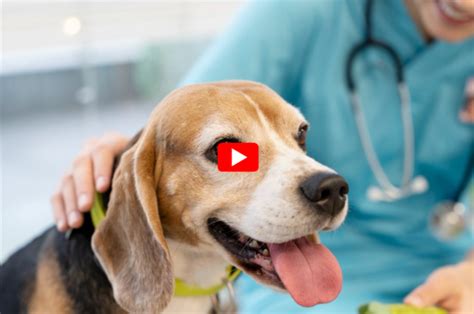 Ringworm on Dogs' Belly: A Holistic Guide to Diagnosis, Treatment, and Prevention