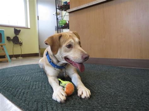 Rio Rancho Animal Shelter: A Haven for Homeless Pets