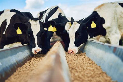 Rising Demand for Pelleted Feed in Animal Husbandry: