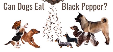 Risks of Salt and Pepper for Dogs