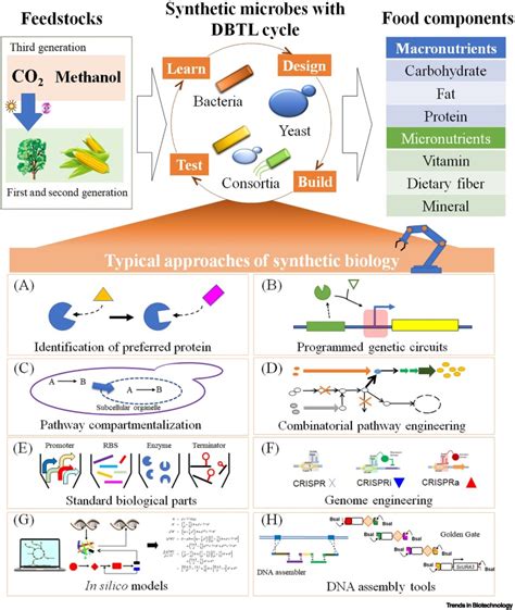 Risrose: A New Frontier in Biotechnology and Beyond