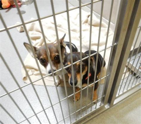 Riverside Animal Shelter San Jacinto: A Haven for Homeless Pets