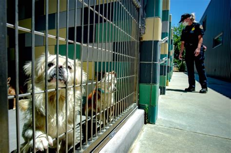 Riverside Animal Shelter San Jacinto: Saving 10,000 Lives Annually