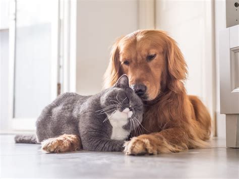 Riverside Dog Shelter - A Haven for Man's Best Friend